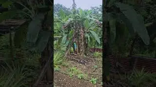 Self sufficient on a 1/2 acre farm in Portland,  Jamaica. 