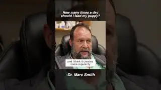 Puppy Feeding Schedule: How Many Times a Day? Marc Smith, DVM, MS