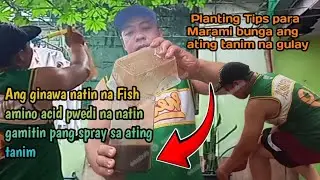 Fish amino acid maganda pang dilig|#fortmotogala