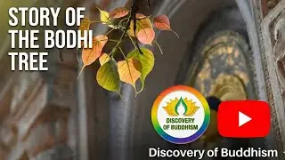 Story Of The Bodhi Tree #bodhitree #discoveryofbuddhism #buddha
