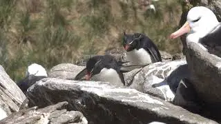 Western Rockhopper Penguins at West Point Island, Falklands (11.27.25)