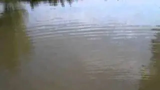 Carp fishing with a fly rod /  School Cove / June 2011