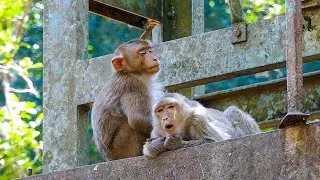 Slow days in the wild |Best mother award goes to monkey Libby | THIS is why parenting matter
