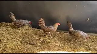 Brownred Doc Robinson Bullstag And Bulik Black Dom Melsims | BUGANTHONY GAMEFARM