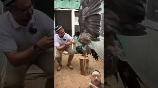 The Giant Vultures 🦅🦅🦅 #animals #zoo #birds #animallife #planetearth #wildlife #falconry #eagle