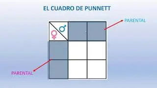 CUADRO DE PUNNETT