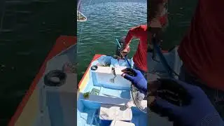 Curvina #fish #pesca #viral #pescadeportiva #JRpesca #pesquero #todosobrepesca #pez