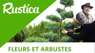 Tailler un conif&egrave;re en nuage