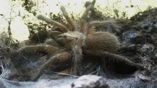 Fastest spider ever! Socotra Island Blue Baboon Trio (Monocentropus balfouri) [Inferion7]