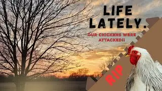VLOG: OUR CHICKENS WERE ATTACKED | Buying a New Firearm and Firearm Training | Joy at Jubilee Acres