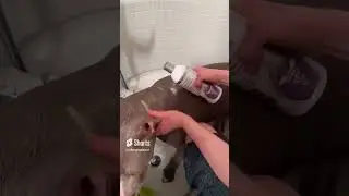 Шампунь для собак: идеальное решение для собак