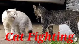 Cats Fighting - Cats Meowing Very Loudly (Very Angry Cats).