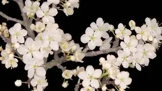 Beautiful Flower Time Lapse of Blooming Flowers  Floral Lapse