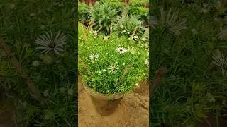 Brachyscome flower #shorts #shortsfeed #viralshort #shortvideos #tiktok #reels #waitfortheend