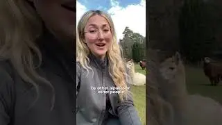 Why do Alpacas & Llamas spit? 💦 Spitting Explained! 🦙