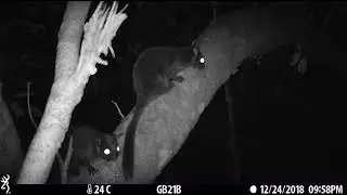 Camera Trap Video 086 / Lord Derby's Anomalure