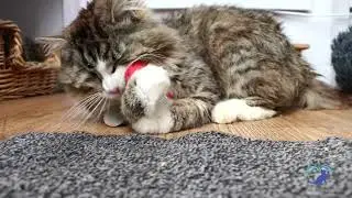 At Shropshire Cat Rescue the human animal bond matters