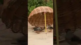 Myna Birds trapping | Myna Birds Trapping Made Easy with my Expert Tips | How to trap Myna Birds
