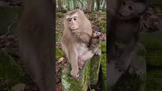 Daily update cute baby monkey and good mom #shorts