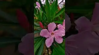 Adelfa Plant | Kahalaman TV