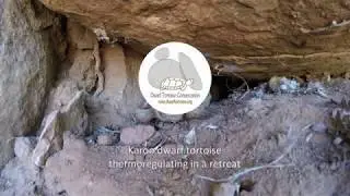 Thermoregulation in the Karoo dwarf tortoise (Chersobius boulengeri)