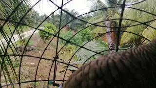 Merbok kampung MP4