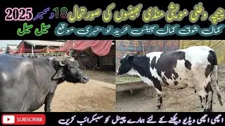 Beautiful buffalo and cows for sale chichawatni mall Mandi | 18/12/2025,,.