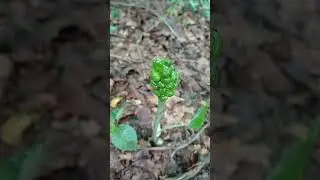 Aronstab mit gr&uuml;nen Beeren ACHTUNG SEHR GIFTIG