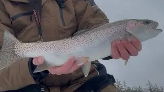 How to catch rainbow trout and brown trout ice fishing #fishing #icefishing #troutfishing #howto 