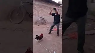 y en tu rancho como agarran los gallos