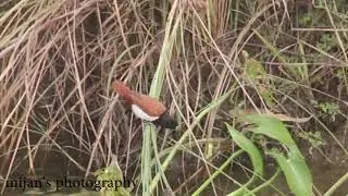 Tricolored/Chestnut Munia or Nun or Mannikin