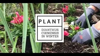 How To Plant Dianthus Chinensis Gardening Winter Hardy Flowers