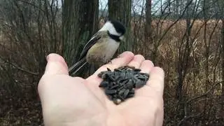 Annual bird count looking for backyard feeders to join the effort