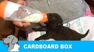 Rescued 7 Puppies Abandoned in Cardboard box.