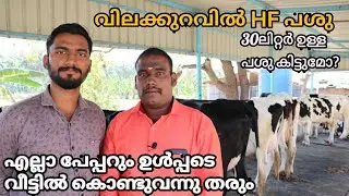 പശുക്കളെ പേപ്പർ ഉൾപ്പടെ വീട്ടിൽ കൊണ്ടുവന്നു തരും |hf cow supply with full paper