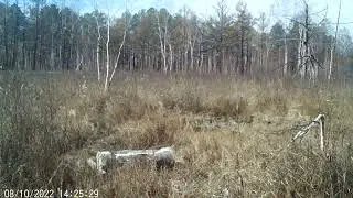 видео с фотоловушки BG-310=M