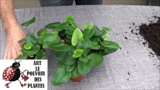 Jardinage: Hemionitis arifolia à feuilles d'Arum: Entretien et arrosage: Plante verte d'intérieur