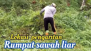 JAMINAN PAKAN TERNAK ANTI RUGI - MAS UCIL FULL NGARIT