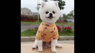 Small Dog Hoodie Coat Winter Warm Pet Clothes for Bulldog Chihuahua Shih Tzu Sweatshirt Puppy Cat