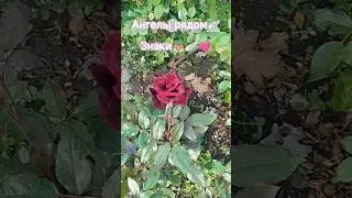 Ангелы рядом #знакиотвысшихсил #ангелы #ангелрядом #angel #angelmessages