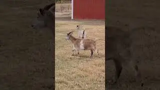 #veteranfarmer #realfamilyfarming #modernfarmLife #peacefulfarmlife #naturalfarmingvideo #goatlife