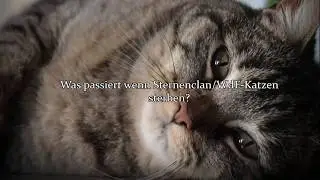 An welchem Ort kommen Sternenclan/WdF Katzen wenn sie sterben?