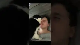 Cat giving sympathy to its owner