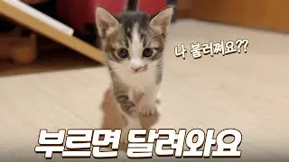 부르면 신나서 달려오는 아기 고양이