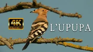 L'Upupa - Eurasian Hoopoe | Biodiversità Italiana 4K