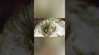 Маленькие, да удаленькие - морские желуди