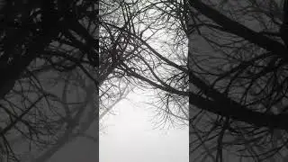 Winter White Noise for Sleep ❄️🌲 | Journey Through Snowy Trees #sleepsounds #anxietyrelief