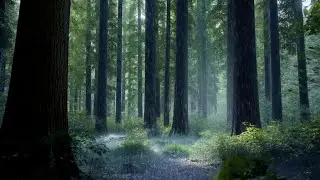 Gentle Forest Rain 5 Hours | Natural Rain Sounds for Sleep & Relaxation (ASMR)