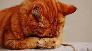 Musiques Apaisantes Pour Calmer Chiens Et Chats Agit&eacute;s Et Nerveux &hearts;&hearts;&hearts; D&eacute;tente Et Sommeil Paisible