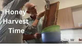 Harvesting Honey